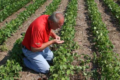 Inspecting crop for soybean cyst nematode